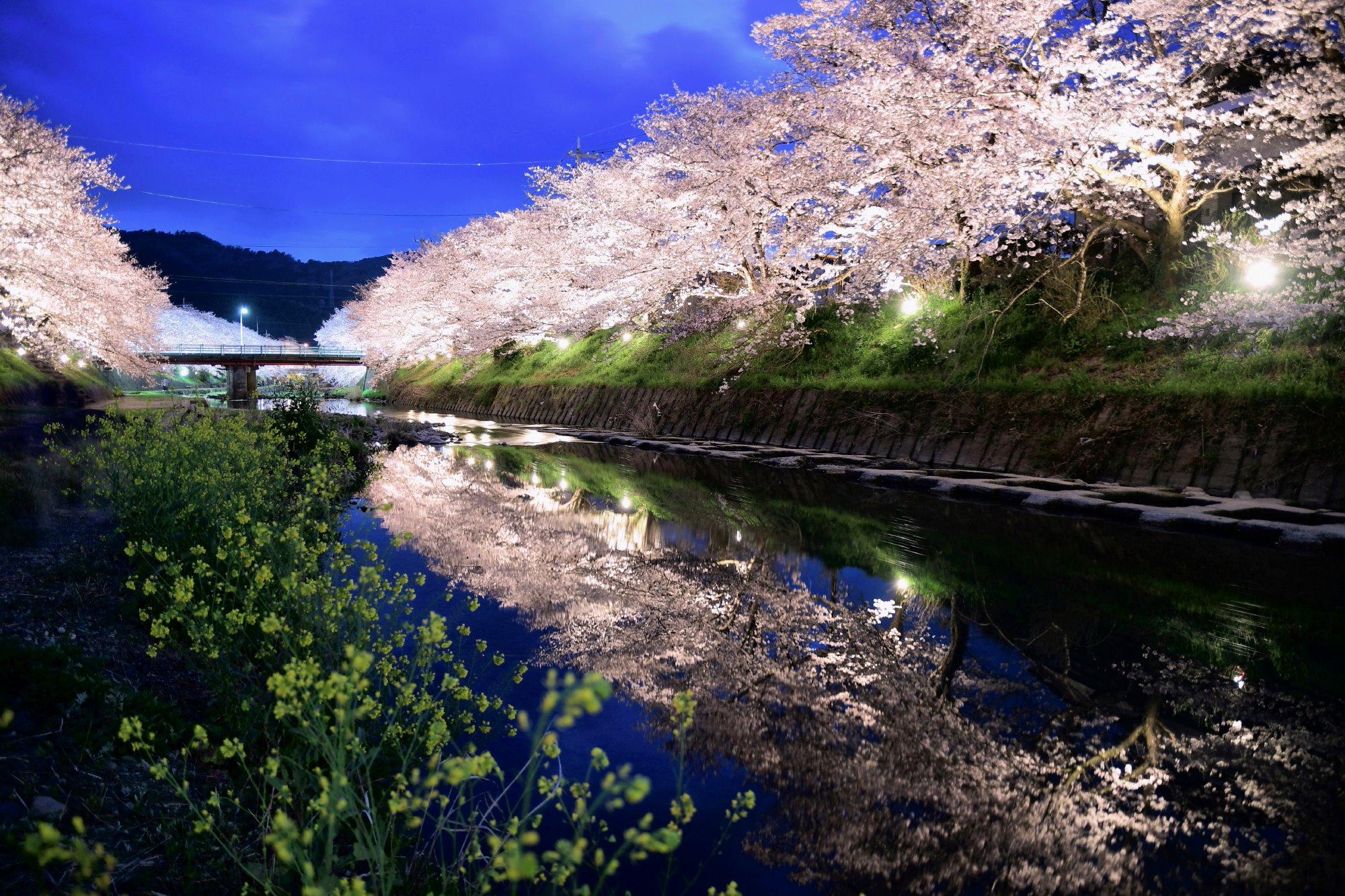 美祢さくら公園 Twitter Search Twitter