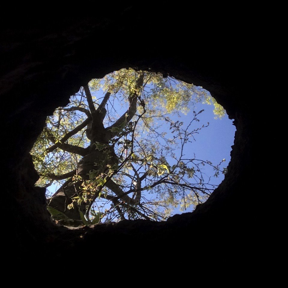 jdFBrusi's tweet image. Lledoner (Celtis australis):
#trees
#treeresearch
#treepathology
#arbres
#lledoner
#arboristes 
#sostrees