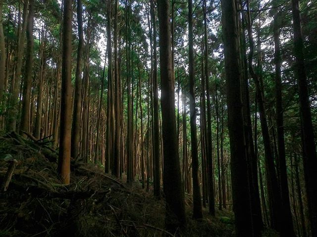 runneranonimopt's tweet photo. Amor de Perdição.
.
.
#runningman #happyrunner #madeiraisland #runnerblog #instarunner #madeiraoceantrails #nature #trailrunner #instarunners #training #runner #furtherfasterstronger #time2run #runhappy #trailrunning #runway #trailrun #runners #runnerano… https://t.co/sSe00sn4is https://t.co/rGiFFc9tcQ