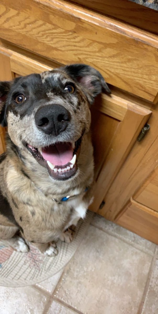 Thvmasx's tweet photo. Exactly 1 year ago today I adopted my best friend. He has changed my life and made me so happy, I love him to pieces ❤️🐶 https://t.co/2lvfkqGEbQ