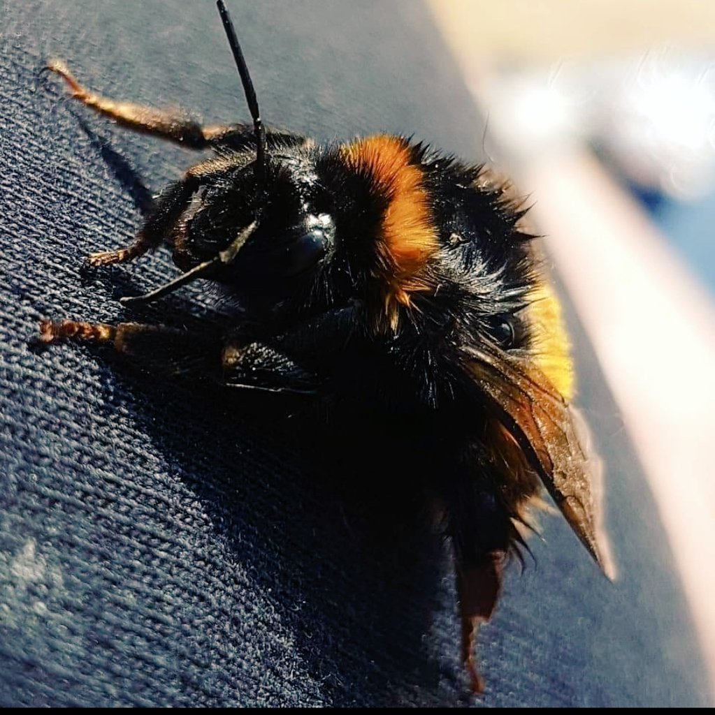 Mrs bumble came bk to me again today, how beautiful is this creature, 🐝🥰#bumblebee #naturelovers #wildlifephotography
