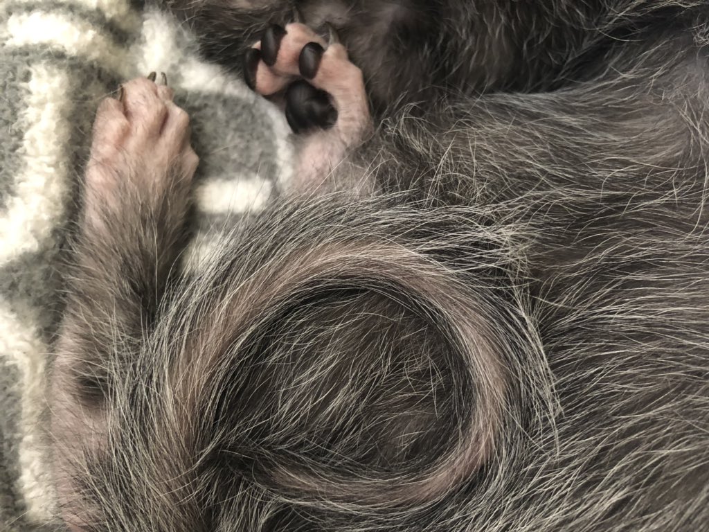 Wednesdays back feet and her curly kinda naked tail