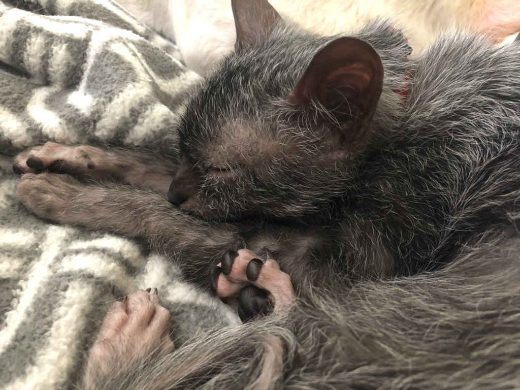 Wednesday and her little naked werewolf feet all curled up. She's sleeping on a blanket.