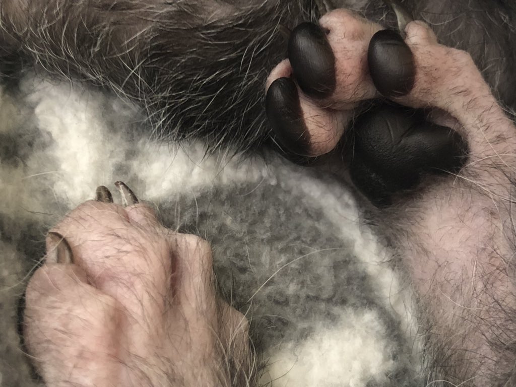 Close up of Wednesday the werewolf cats back feet. Mostly naked with some wirey hairs