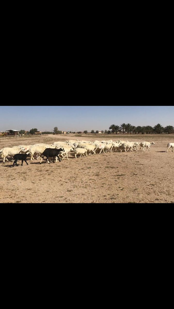 harajsoog's tweet photo. غنم حريه للبيع 
العدد ٥١ معها ٢٠
معها فحل ١ والباقي دفيع
السوم ٤٨٠ الموقع الدوادمي 
0504291064 https://t.co/Vt93zETcou