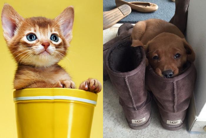 CatOrDogCute's tweet photo. Who is more cute - #kitten or #puppy? #catordog #pets #meow #cat #dog https://t.co/CFWlxAahDN