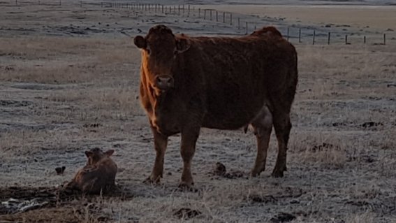 AndrewRanches's tweet photo. First light. First calf.@CDNLimousin https://t.co/2OVjP7taeb