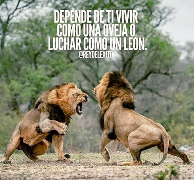 Si quieres ser un león, 
debes entrenar con leones...!