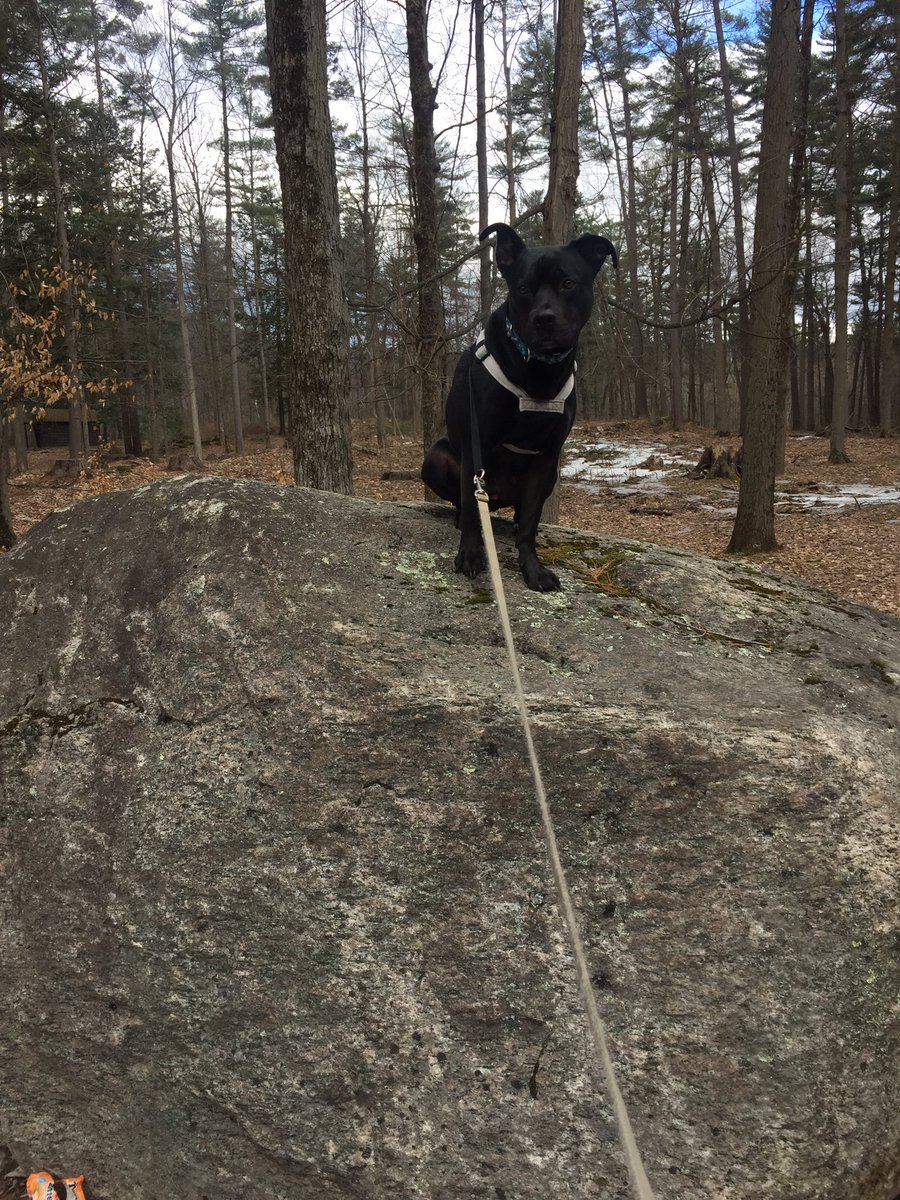 PetCarePartner's tweet photo. He really likes to climb things ... #DogsofTwittter #outdoordogs #getoutside https://t.co/2nENjsqqbl
