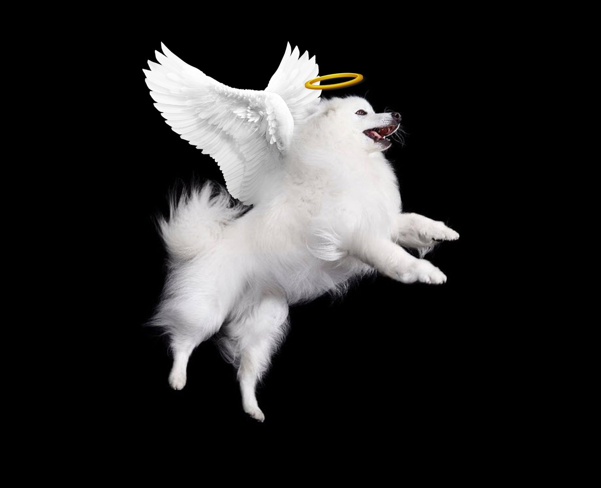AtkaTheEskie's tweet image. Atka = “Guardian Spirit”

In the spirit form, I’ll be able to watch over you everywhere you go, and will live on in your hearts and minds. 

Atka, the Amazing Eskie
3/25/2004 - 3/31/2019

facebook.com/Atka.the.Eskie…
