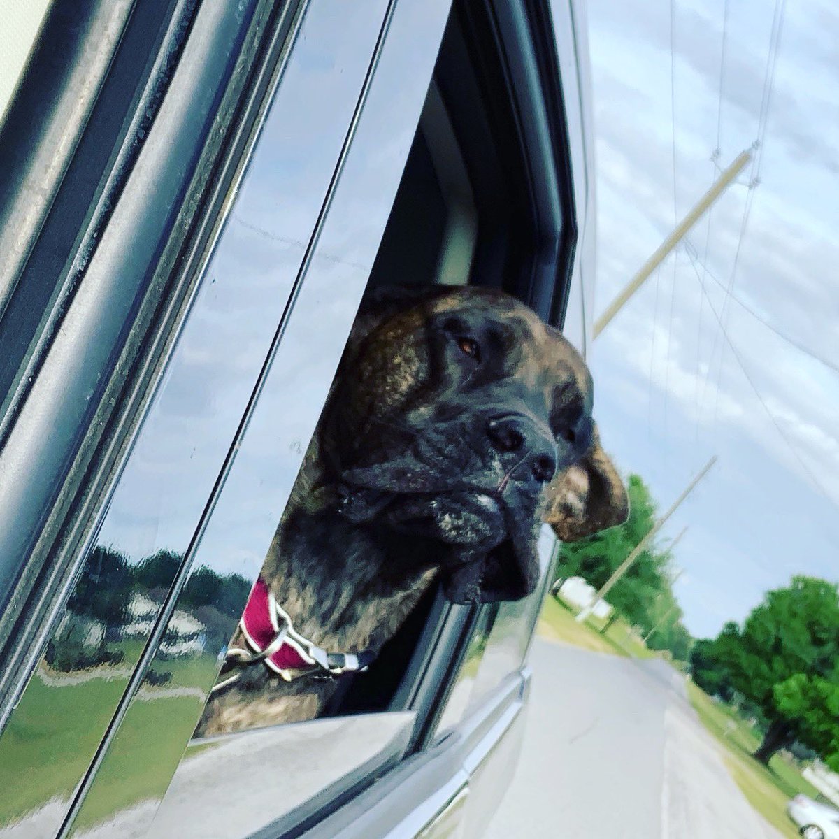 SparrowMeMistie's tweet photo. Sooooo....it’s safe to say Lola loves car rides. 🤣🐶 #jowlsflappinginthewind #dogsoftwitter #mastiffsoftwitter https://t.co/lmjxuW6akH