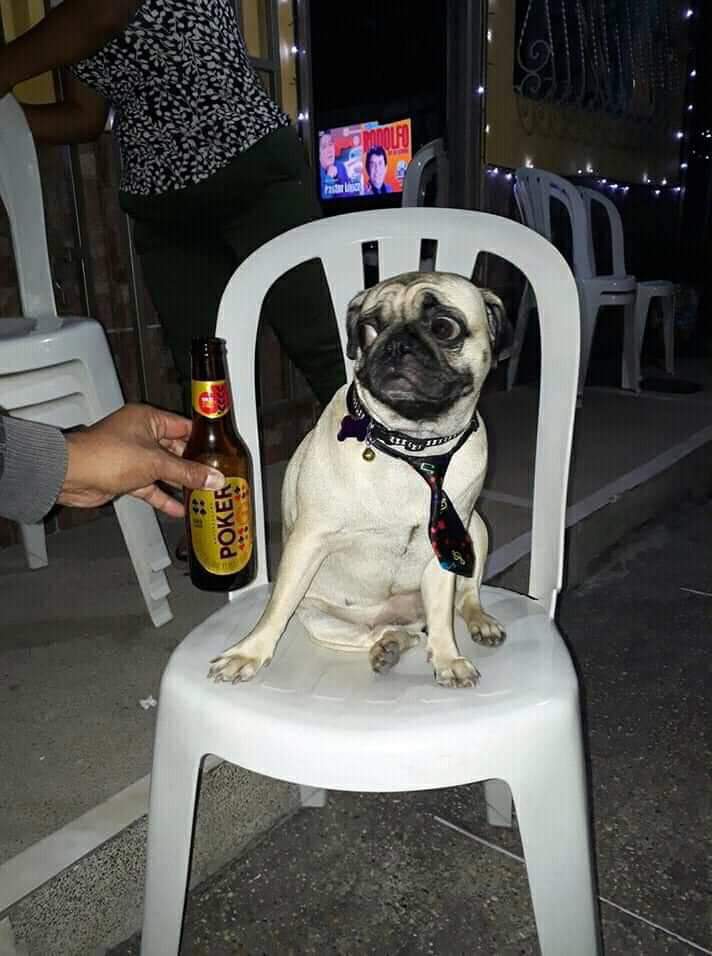 Siempre que me ofrecen licor .