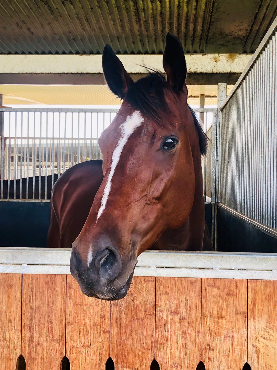 tonygollan's tweet photo. He is a litter ripper this one 😍 For #ManCrushMonday we zero in on I’M A RIPPA (LOVE CONQUERS ALL x DERIPPA). Winner of the $1M @mmsnippets QTIS race, G3 @BrisRacingClub Sprint, LISTED Eye Liner & G3 George Moore in ‘18. Now set for the Qld Winter in ‘19.
#GollanRacing #ImaRippa https://t.co/oG2cxy2LKP