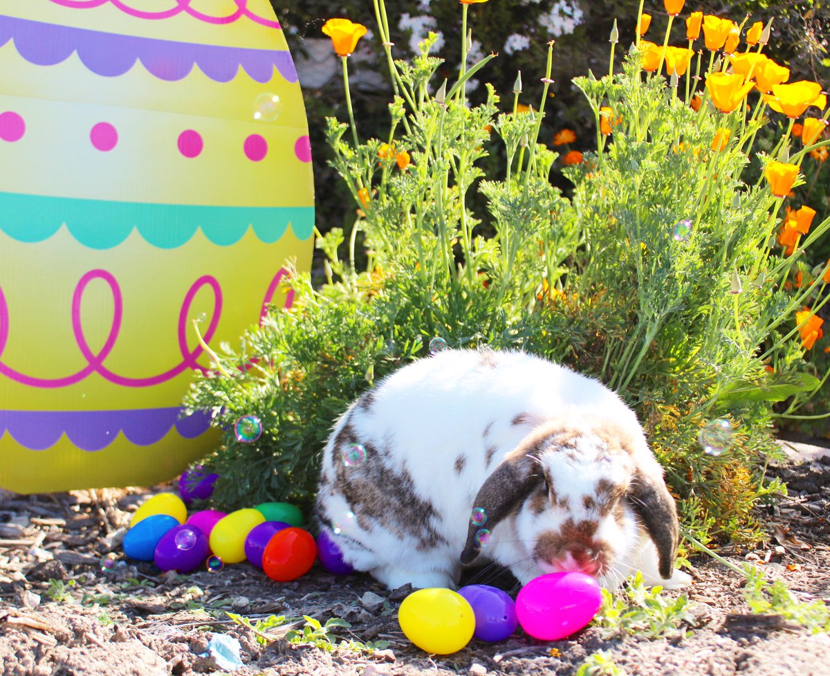 CPPAgriscapes's tweet photo. Happy Spring Break Broncos! βοΈBits the bunny wants to know if youβve purchased your Egg Hunt tickets yet!π°Join us on Saturday, April 13 from 9 am to 2 pm for our Annual Spring on the Farm Egg Hunt! π±π·ππ #cppagriscapes #huntleycollegeofagriculture #cpppettingfarm #CPP https://t.co/vJ5stM5Ndq