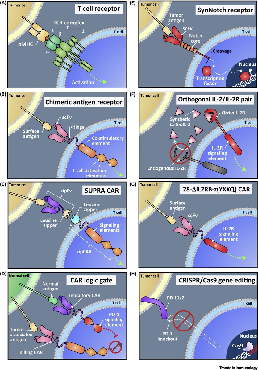 The #CellularImmunotherapy Revolution | Arming the Immune System for #PrecisionTherapy | Creating New Functions for Immune cells Using #SyntheticBiology| Guideng Li @Caltech @TrendsImmuno buff.ly/2UmndR8 | #Mar_ReCap