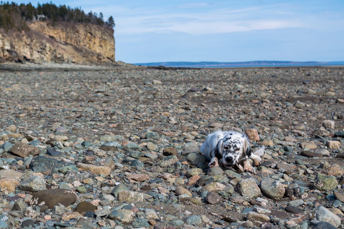 First trip to Fundy this year! #llewellinsetters #fundynationalpark #spring #newbrunswick