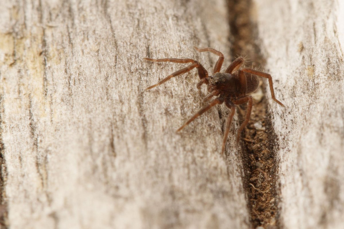 Ibycter's tweet photo. An itsy bitsy #Pardosa
#NatureIsAwesome https://t.co/Hxhwn5Ojf4