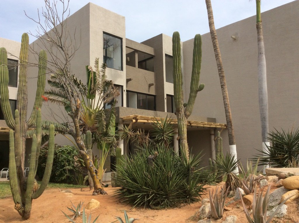 Mantenemos los jardines con vegetación endémica que caracteriza al bello Estado de Baja California Sur.