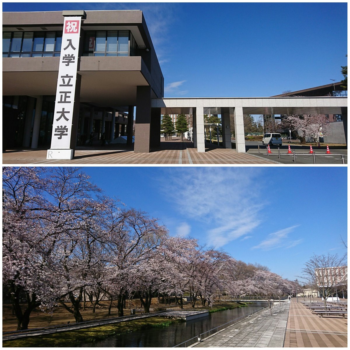 モラりす 立正大学 今日は入学式 新入生の皆さん サクラ満開の熊谷キャンパスでお待ちしています 立正大学 モラりす 春から立正 入学式 桜 熊谷キャンパス モラりす 立正大学 今日は入学式 新入生の皆さん サクラ満開の熊谷キャンパスでお待ちしています 立正大学 モラりす 春から立正 入学式 桜 熊谷キャンパス