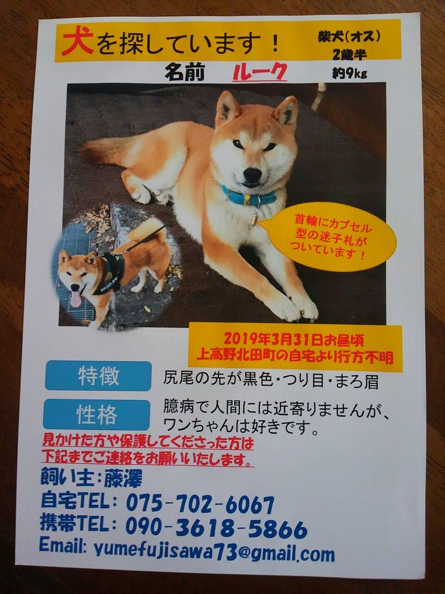 BSota0428's tweet photo. うちの犬が帰ってきません
#拡散希望 https://t.co/TRrec7E1DF