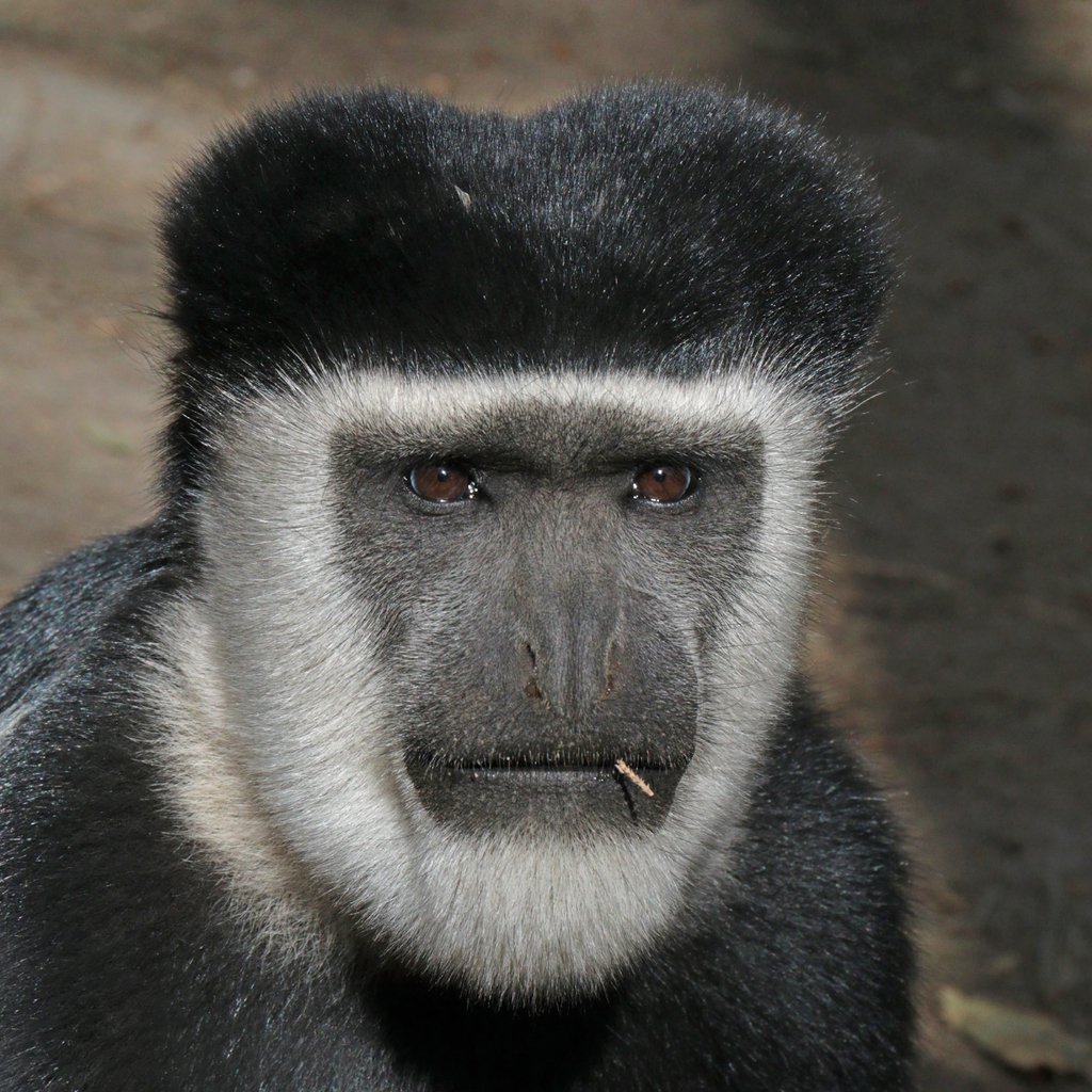 Wikipedia picture of the day on April 1, 2019: Male Abyssinian black-and-white colobus (Colobus guereza guereza) in Ethiopia ift.tt/2YDjjCS