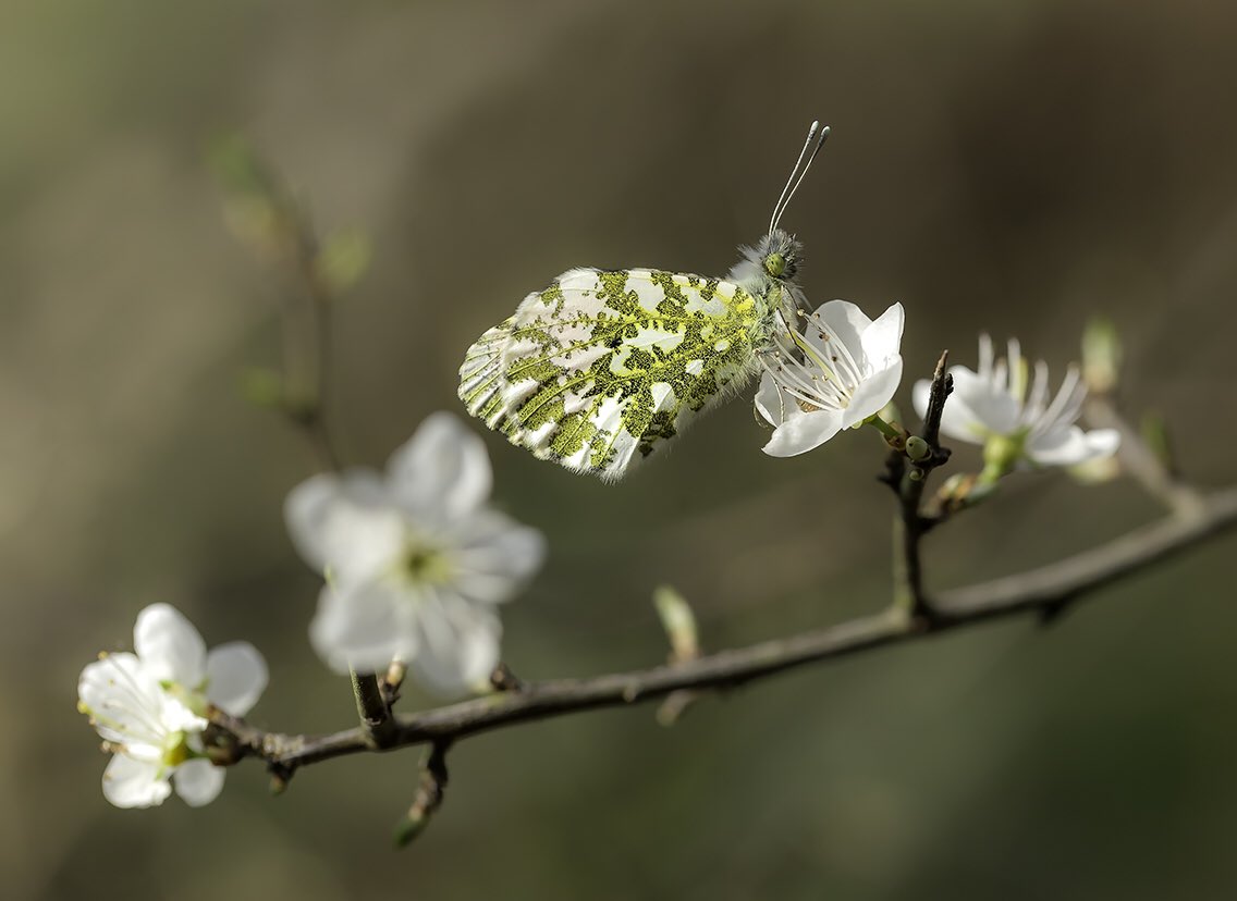 wildlondonpics's tweet image. Lovely weekend - last week @JoAnnunaki asked if I'd seen any #OrangeTips yet &amp;amp;pleased 2say that found my first one yest &amp;amp;what a beauty &amp;amp;my entry 4 #wexmondays #sharemondays2019 @FriendsBC @richenvironment @Tidal_Thames95 @ParkLifeWLondon @savebutterflies @joangell5 @Nico2lette