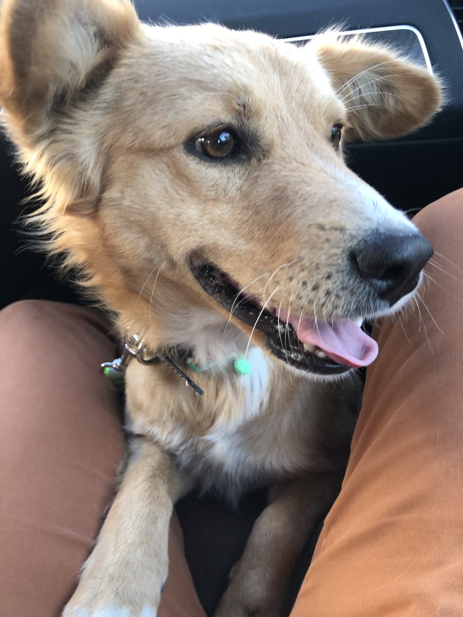 genarolozano's tweet photo. Actualización: rescaté a Miguel hoy. Vamos rumbo a CDMX. Lo doy en adopción a un hogar responsable y amoroso. Está sano, desparasitado, sin pulgas. Tiene menos de un año. Mañana lo vacuno. Si te interesa en serio, mándame dm. https://t.co/8MzxsOrCpn