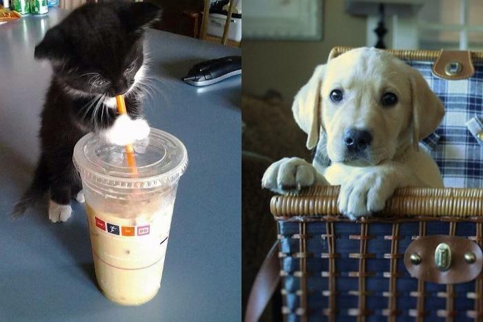 CatOrDogCute's tweet photo. Who is more cute - #kitten or #puppy? - https://t.co/GFDWh6qhuC #dog #catordog #cat #meow #pets https://t.co/RKnC6FSpOv