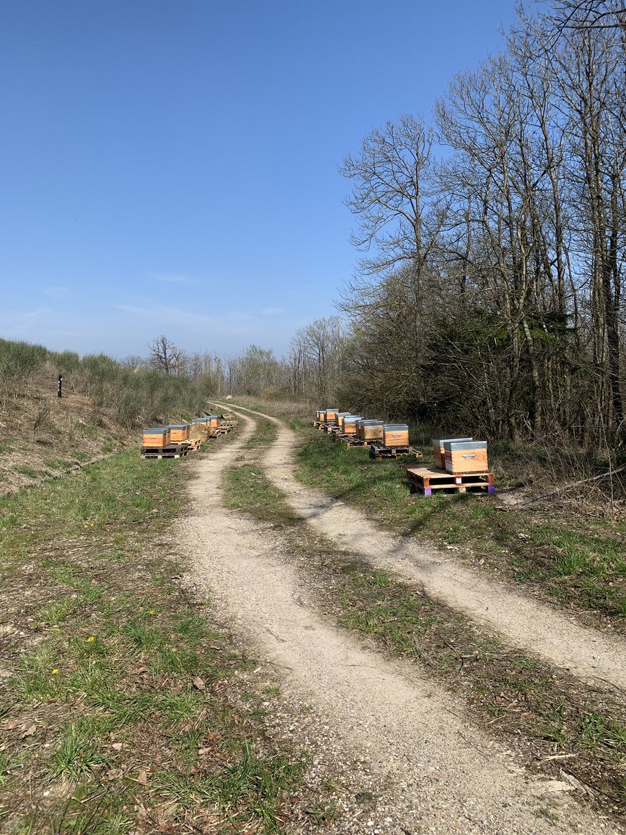 LesRuchersdAlex's tweet image. Deux nouveaux #ruchers installés. Two new #apiaries set up. #abeilles #beekeeping #apiculture #bees #Vexin
