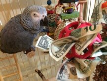 Einsteinparrot's tweet photo. For Arizona Gives Day Iβm raising funds for @theoasisorg Please go to https://t.co/kYrCRlJg4K to learn more about The Oasis. Please donate. Thank you! β€οΈ
#parrotsanctuary #adoptdontshop #parrotrescue #birdsinneed #helptheparrots #einsteinparrot https://t.co/EWMB3ZqJKf