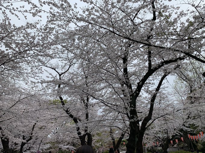 雨じゃなくて良かったー🌸🙆&zwj;♀️✨ 寒いけど！ #お花見 スターーート💖 https://t.co/l3Px29Va3o<a href="/tag/%E3%81%8A%E8%8A%B1%E8%A6%8B"class="tags">#お花見</a>