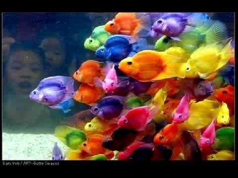 BluegrassFish tweet picture