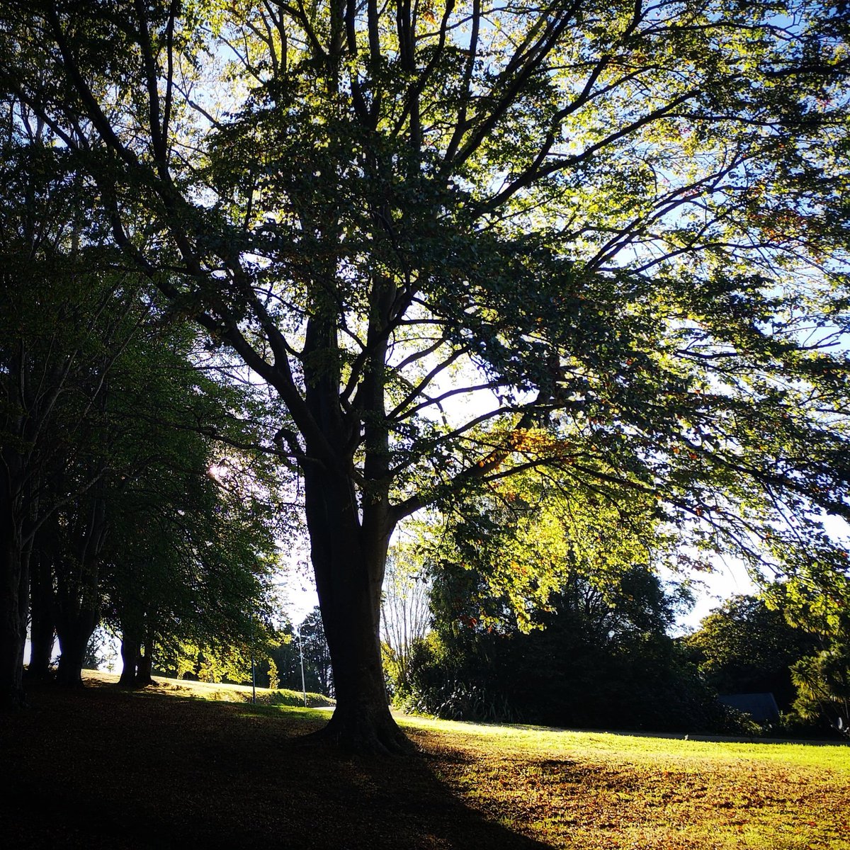 damensoc's tweet photo. Glorious autumn morning in the Dunedin Town Belt today. #lovethetownbelt https://t.co/CrnPyu2NvZ