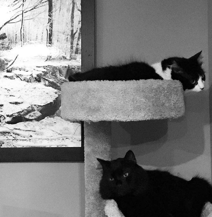 Visions of 5 loops dancing in their heads. Riley & Mr. Otis settle in for the night. #bm100 #kittykontent #barkleycats @keithdunn