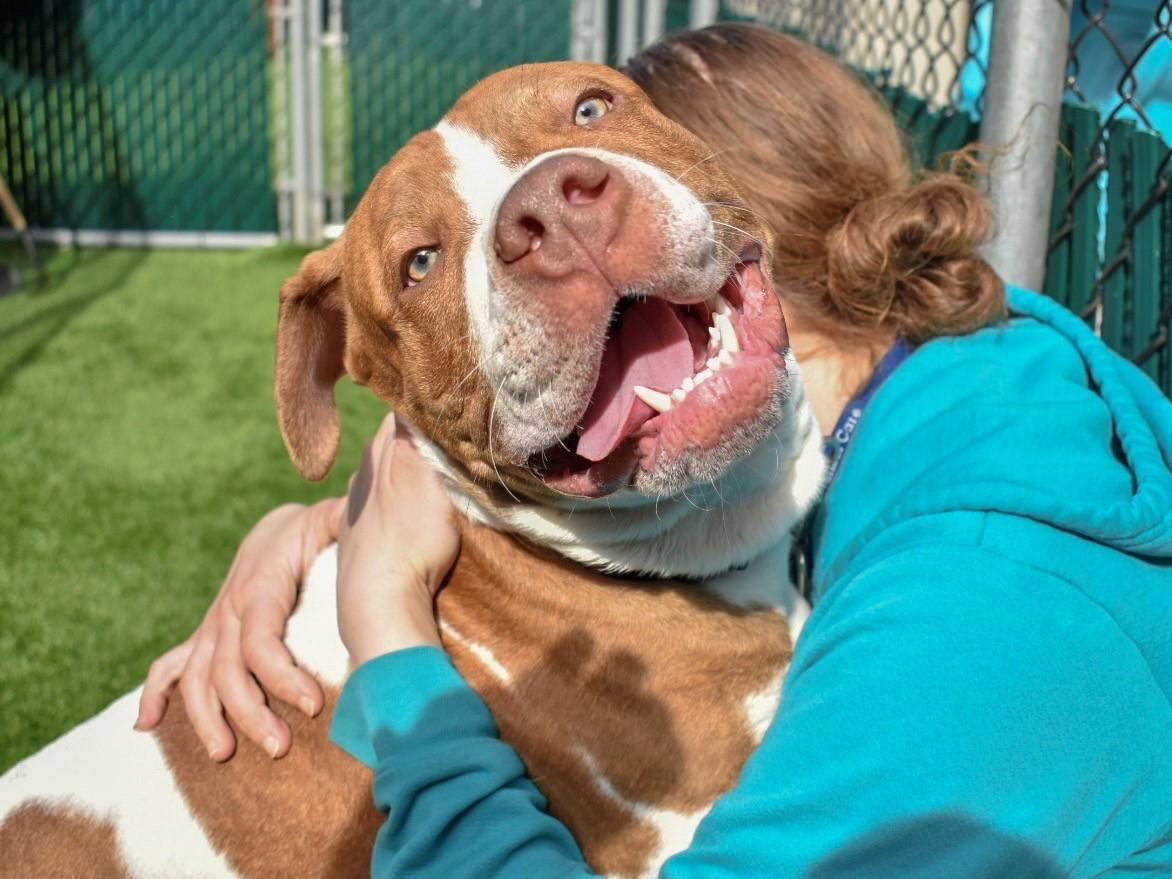LesleyKempson's tweet photo. PLUTO MUST BE SAVED BY 12 PM NY TIME APR 2
"GREETER DOG" AT ACC
GORGEOUS 12 MTH BOY -FOUND -AGENCY INTAKE
VERY FRIENDLY
SUPER SOCIAL
VERY AFFECTIONATE, LOVES TO CUDDLE
SUPER SWEET
GREAT W DOGS
"PLAYGROUP STAR"
KNOWS CUES
GREAT CHARACTER
GREAT BFF COMPANION
https://t.co/EZAQXft9M0 https://t.co/cIGxfnnJhQ