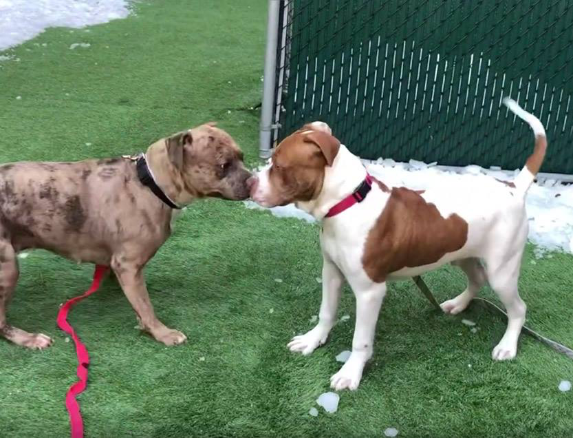 LesleyKempson's tweet photo. PLUTO MUST BE SAVED BY 12 PM NY TIME APR 2
"GREETER DOG" AT ACC
GORGEOUS 12 MTH BOY -FOUND -AGENCY INTAKE
VERY FRIENDLY
SUPER SOCIAL
VERY AFFECTIONATE, LOVES TO CUDDLE
SUPER SWEET
GREAT W DOGS
"PLAYGROUP STAR"
KNOWS CUES
GREAT CHARACTER
GREAT BFF COMPANION
https://t.co/EZAQXft9M0 https://t.co/cIGxfnnJhQ