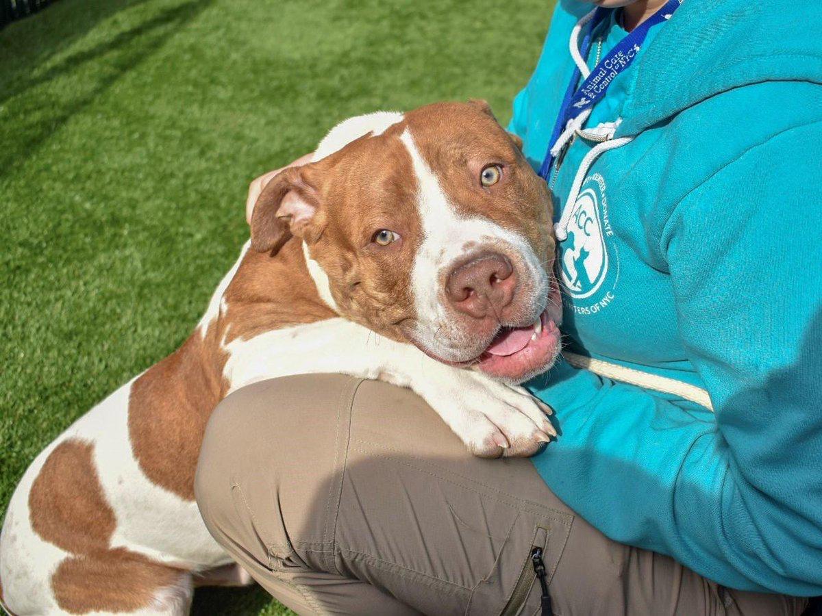 LesleyKempson's tweet photo. PLUTO MUST BE SAVED BY 12 PM NY TIME APR 2
"GREETER DOG" AT ACC
GORGEOUS 12 MTH BOY -FOUND -AGENCY INTAKE
VERY FRIENDLY
SUPER SOCIAL
VERY AFFECTIONATE, LOVES TO CUDDLE
SUPER SWEET
GREAT W DOGS
"PLAYGROUP STAR"
KNOWS CUES
GREAT CHARACTER
GREAT BFF COMPANION
https://t.co/EZAQXft9M0 https://t.co/cIGxfnnJhQ