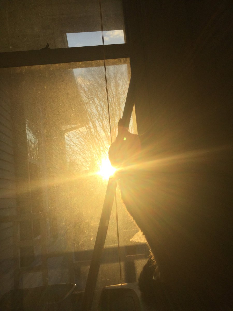 My cat is taking the spotlight🐱❤️