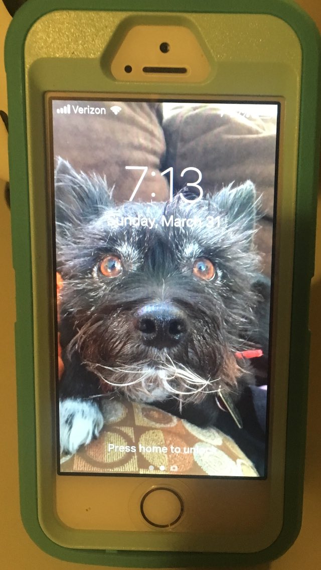 LocoLexa's tweet photo. Bought myself a brand new phone case to go along with my brand new (first ever) pop socket! I’m in love 💛🖤💛 #VegasBorn #VegasGoldenKnights #GoKnightsGo #vgkdog https://t.co/N0ZGty7QN9