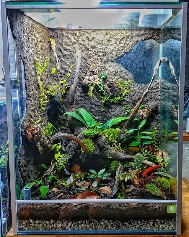 らふ 4560立ち上げた時の画像が出てきた これは楽しかったな Vivarium Vivariums Vivariumsofinstagram Vivariumplants Poisondartfrog Dartfrog ビバリウム パルダリウム ヤドクガエル 熱帯植物 ジメジメ系 Team Ha T Co