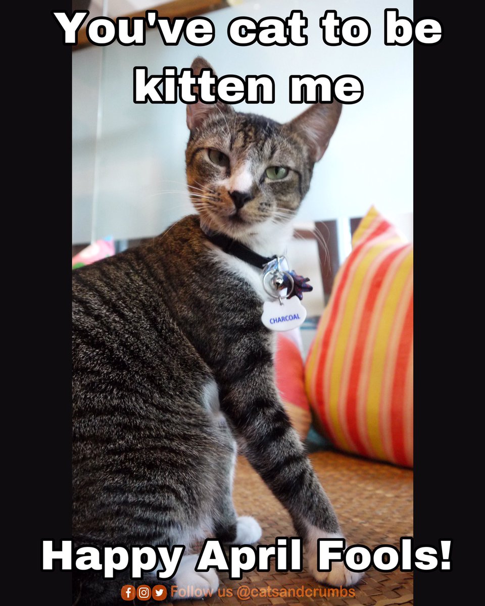 catsandcrumbs's tweet photo. πΉπΉπΉ
#aprilfools #grumpycat #catmemes #catsandcrumbs #catcafe #Marikina #adoptdontshop #iSupportPAWS #cat #catsofinstagram #catlover #puspin #pusangpinoy #wimpets #PAWSphCharcoal https://t.co/onJbydrXV9