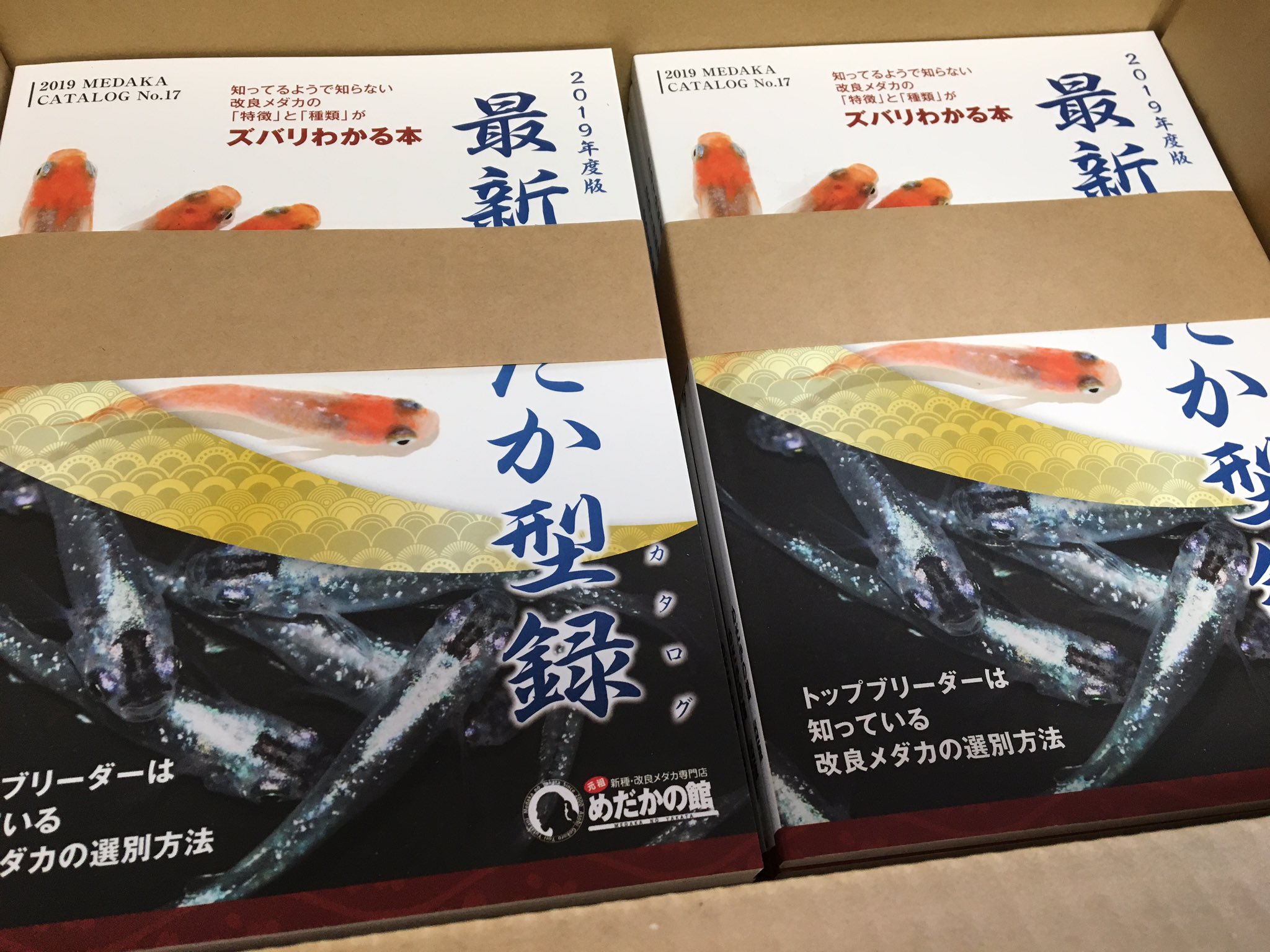 メダカの本屋さん 業者様卸大歓迎 Medakanohonya Twitter