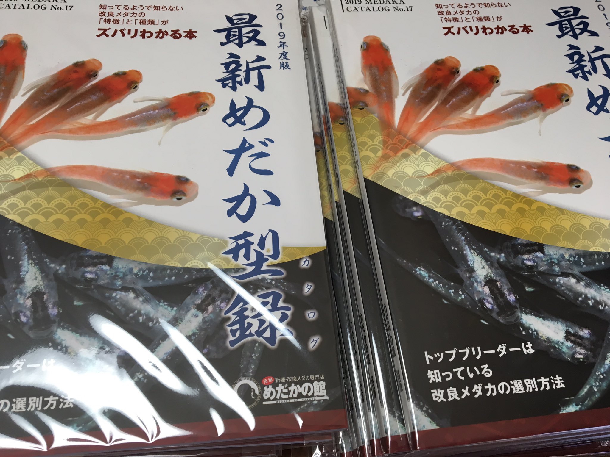メダカの本屋さん 業者様卸大歓迎 Medakanohonya Twitter
