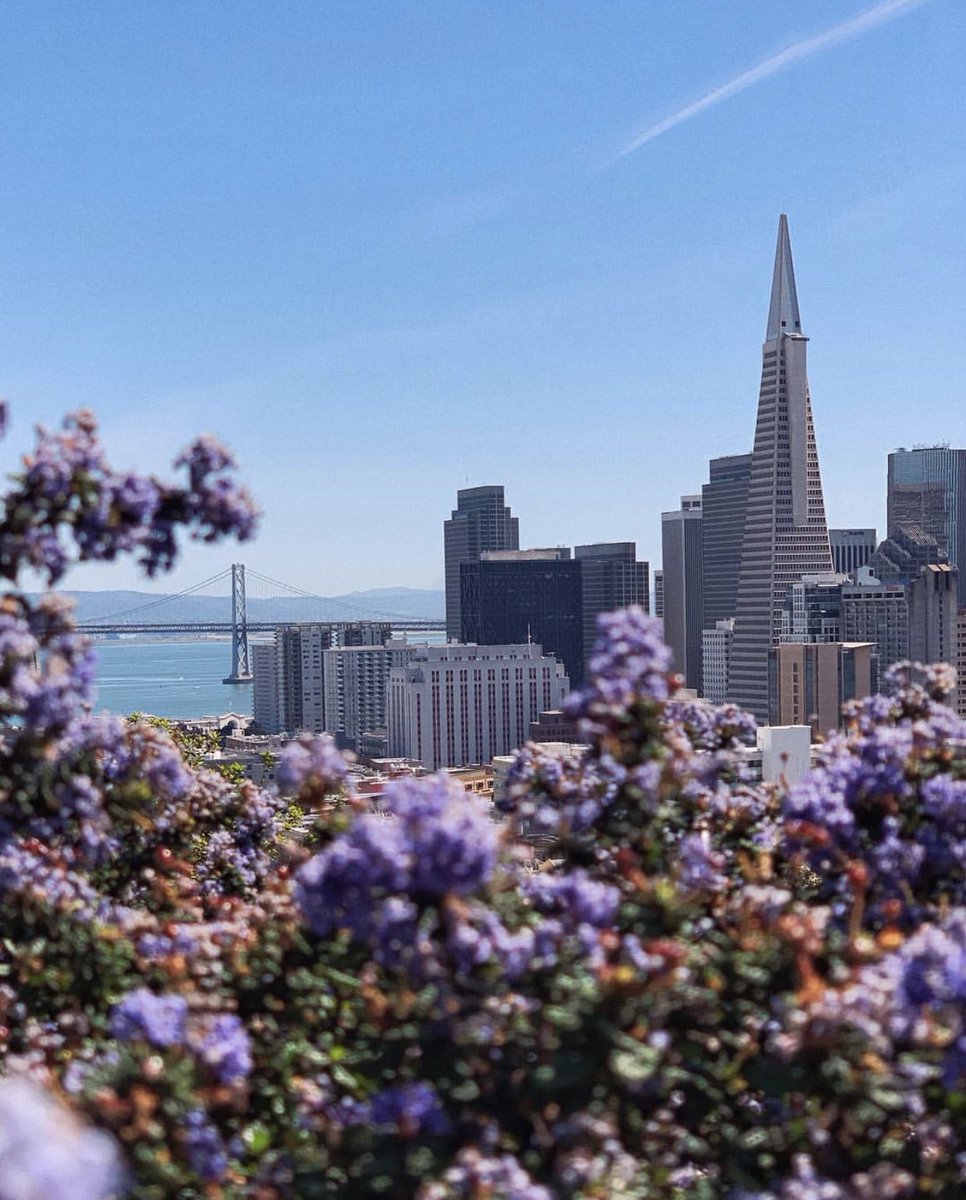 DionLimTV's tweet photo. One of my favorite parks 🌳 in San Francisco, especially on a sunny ☀️ gorgeous day like today! Rain ☔️ is on the way though. Thanks @jasonmar for sharing this photo via #ABC7now ✨ Perfrct shot 📸! #InaCoolbrith #SF https://t.co/Q2mfaIe3rr