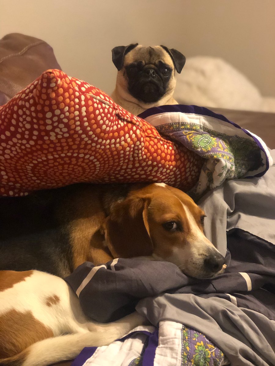 TadyLovesDaniel's tweet photo. Excited for #suitedogs at #SuiteWorld19 https://t.co/PViRn7pqEN