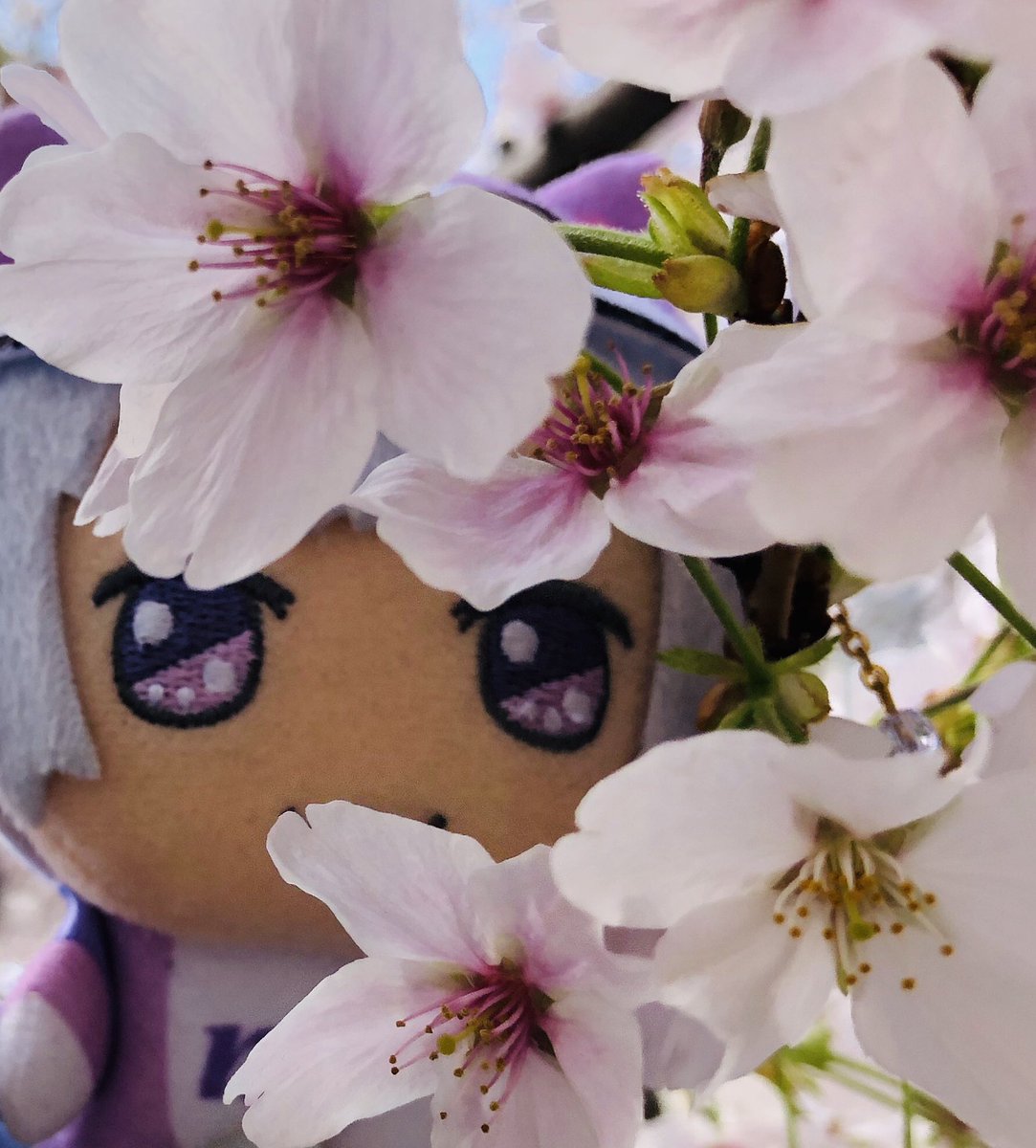 桜いいね Hashtag On Twitter