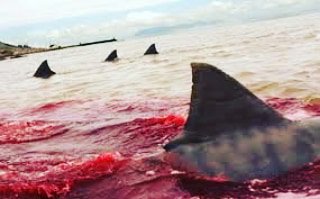 RealHellAkitty's tweet photo. I do not own the photos, however I own the feelings. 
Its fight week! Its shark week! My blood your blood IDGAF who's blood it is. 
I'm excited! 
Get your tickets from me by Wednesday!
#shawnee #differentbreed #sharkweek #mma #wmma @VALORFights @KnoxMma https://t.co/fMjTjrUXsC