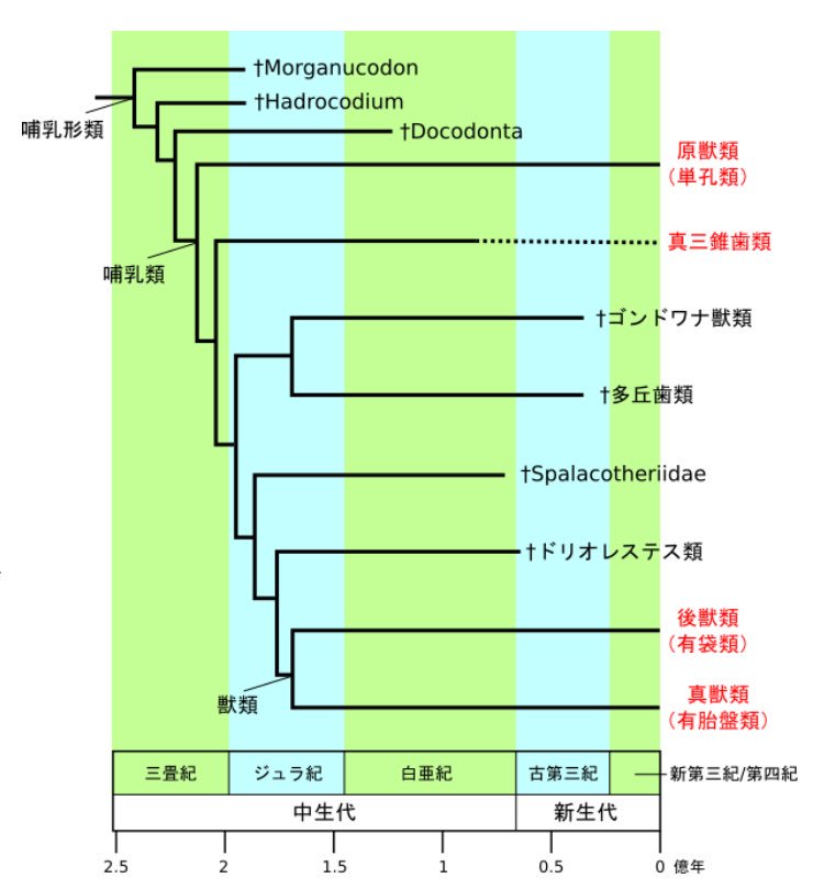 四肢を持たない新種の哺乳類を発見 アフリカの小ギアナ高地 に 白亜紀に絶滅したはずの真三錐歯類が生き残っていた 真三錐歯類って カモノハシよりはぼくらに近いんだね Sci Cafe41 Com News 2019 話題の画像がわかるサイト