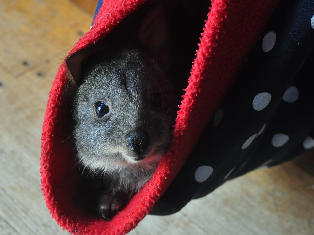 diva_ex_machina's tweet image. One small problem of pademelon parenting. I have to put on my underwear very quickly, because at mid-calf level it looks like a pouch to them, and they try and jump in.