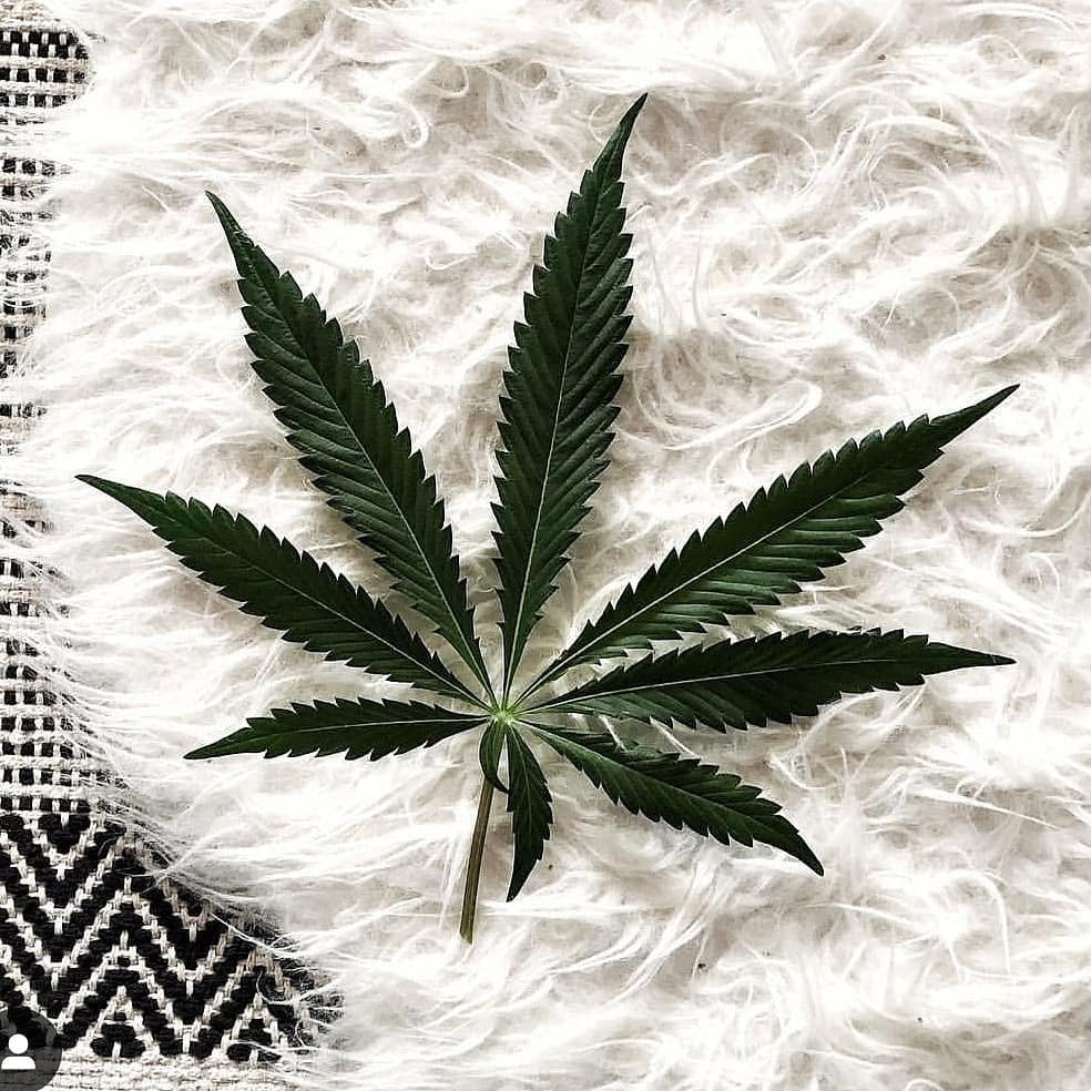 EasyBakedCanada's tweet photo. before prohibition cannabis was listed as one of the 50 fundamental herbs of traditional Chinese medicine. : From @avitasvillage
.
.
.
.
#marijuana #medicalmarijuana #cannabis  #cannabisculture #medicalcannabis #healthforall #cookiescannabis #dreads #hippies https://t.co/h4PC94cuBP